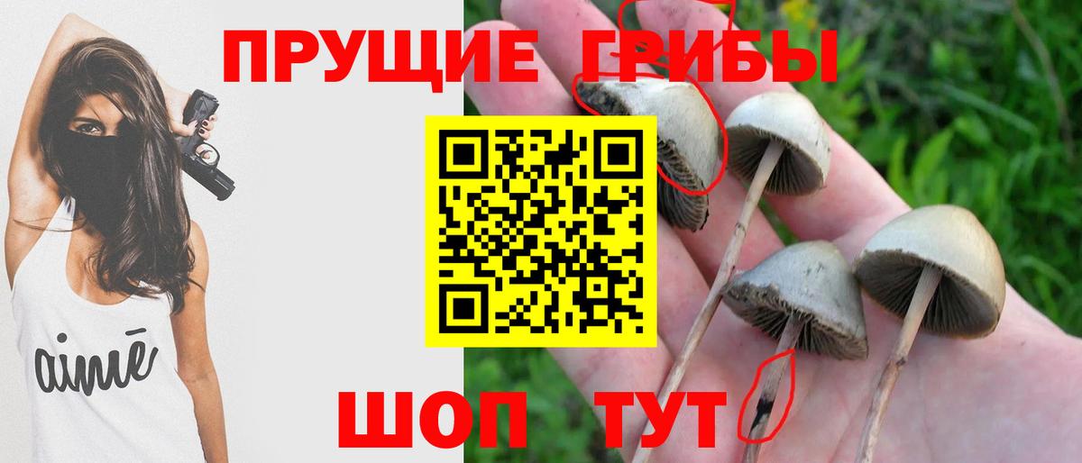 Анжеро-Судженск  купить   Вход с VPN  Галлюциногенные грибы Psilocybe 